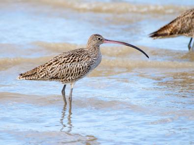 The critically-endangered Eastern Curlew 